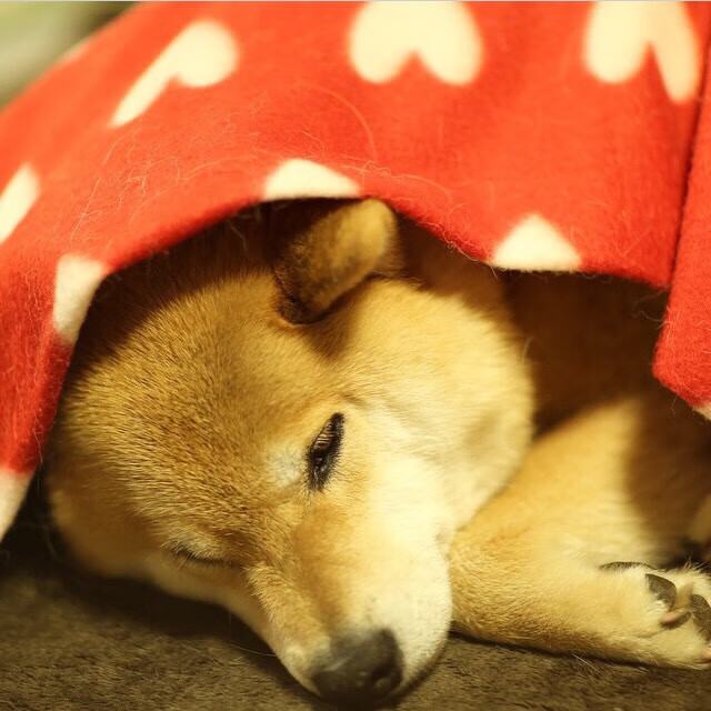 掘金轻取魔术，杰伦格林关键进球定乾坤