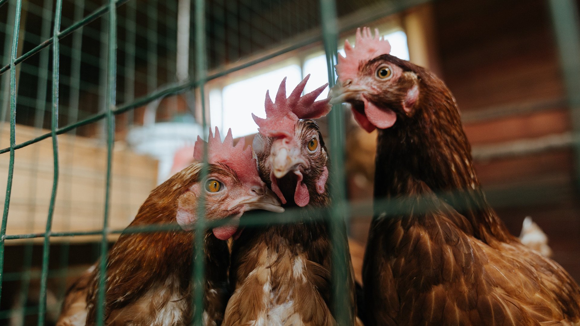 努涅斯关键回合不手软，尼斯节奏掌控喀麦隆—非洲新势力的战术觉醒